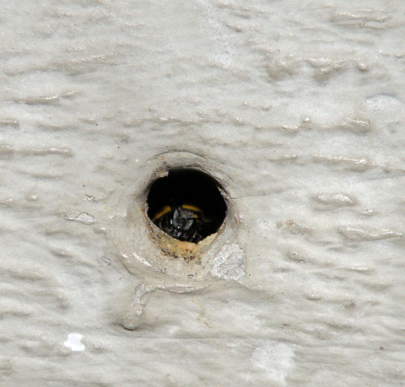 Nido di Anthidium con l''autore dentro